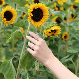 Perla di Positano Ring